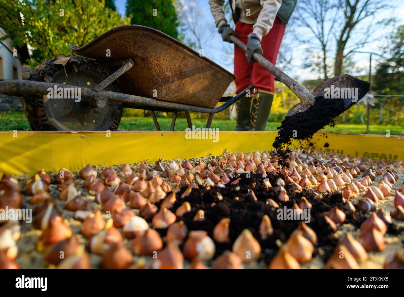 Piantare bulbi di tulipano in un letto rialzato durante il soleggiato pomeriggio autunnale. Aggiunta di compost a aiuola. Coltivare tulipani. Lavori di giardinaggio autunnale sfondo. Foto Stock