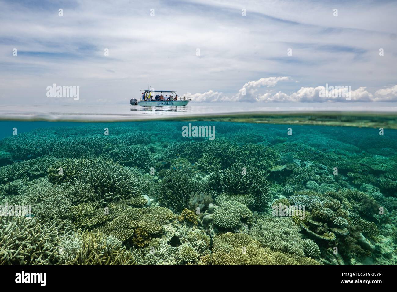 Nuota con la bassa marea sulla barriera corallina della laguna di Mayotte nell'Oceano Indiano Foto Stock