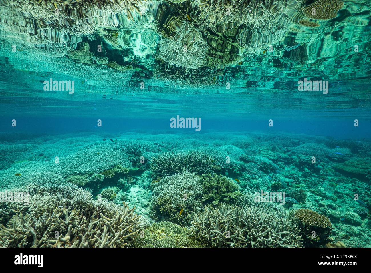 Nuota con la bassa marea sulla barriera corallina della laguna di Mayotte nell'Oceano Indiano Foto Stock
