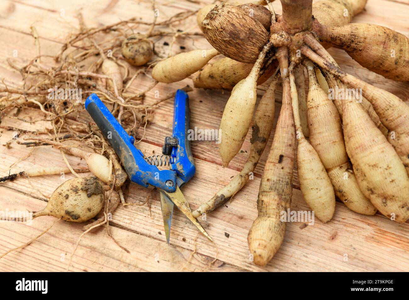 Dividere le dahlia. Grappolo di tuberi dahlia appena sollevato e lavato. Foto Stock