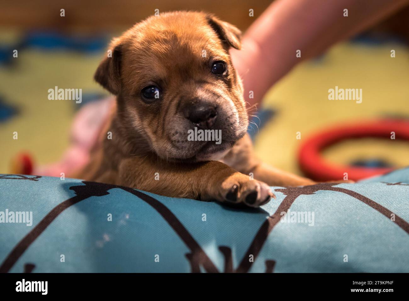 Staffordshire toro terrier, cuccioli meravigliosi da allevamento professionale di cani purebred. Foto Stock