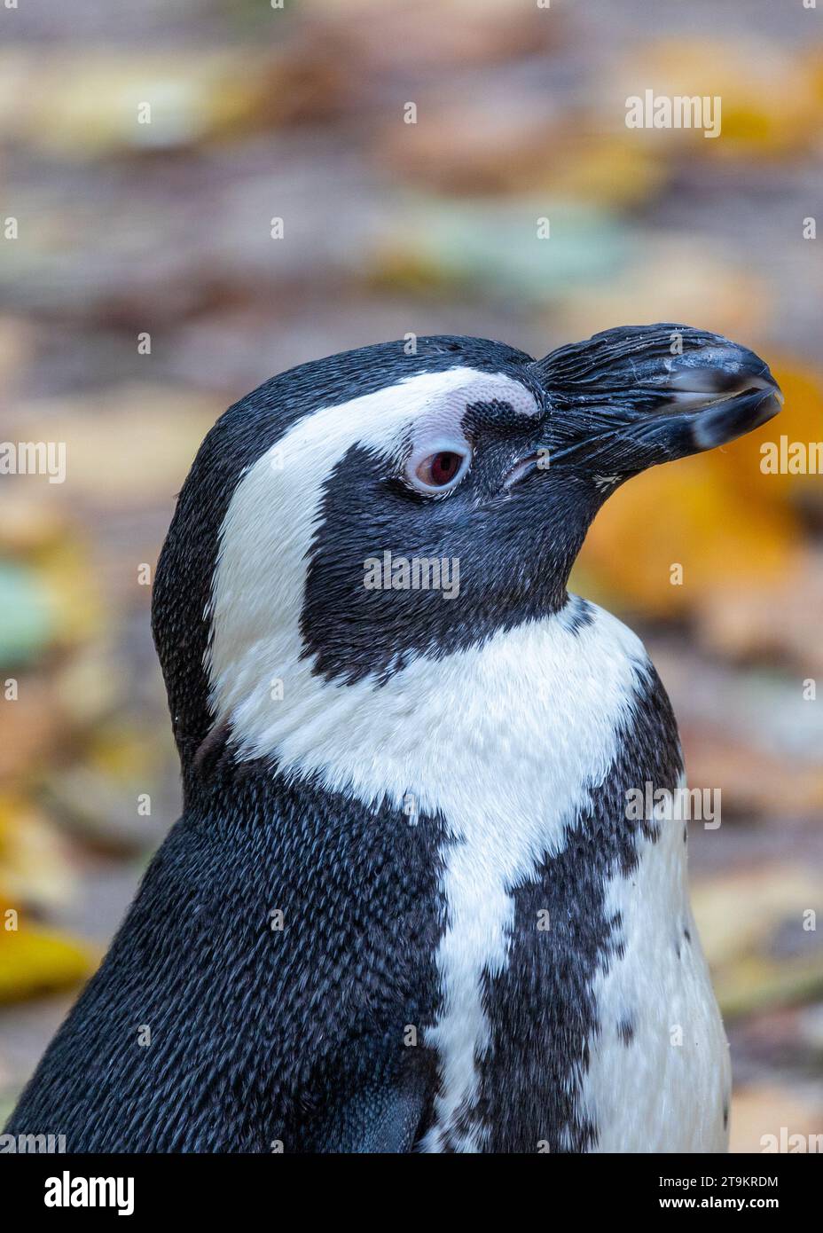 Scopri il fascino costiero del pinguino africano (Spheniscus demersus) nel suo habitat naturale lungo le coste del Sudafrica. Questo accattivante uccello Foto Stock