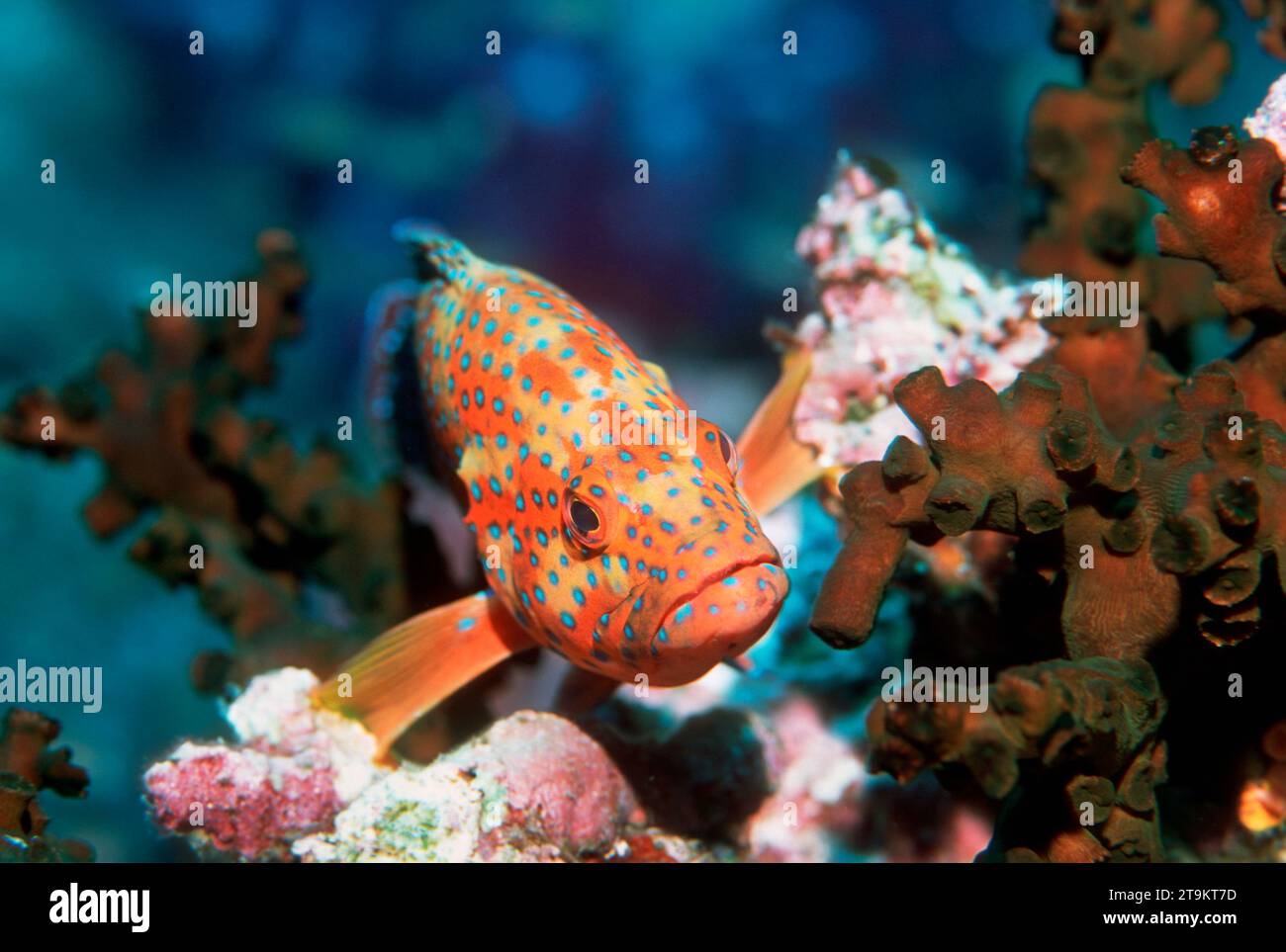 Coda corallina (Cephalopholis miniata) arroccata su roccia corallina. Mare delle Andamane, Thailandia. Foto Stock