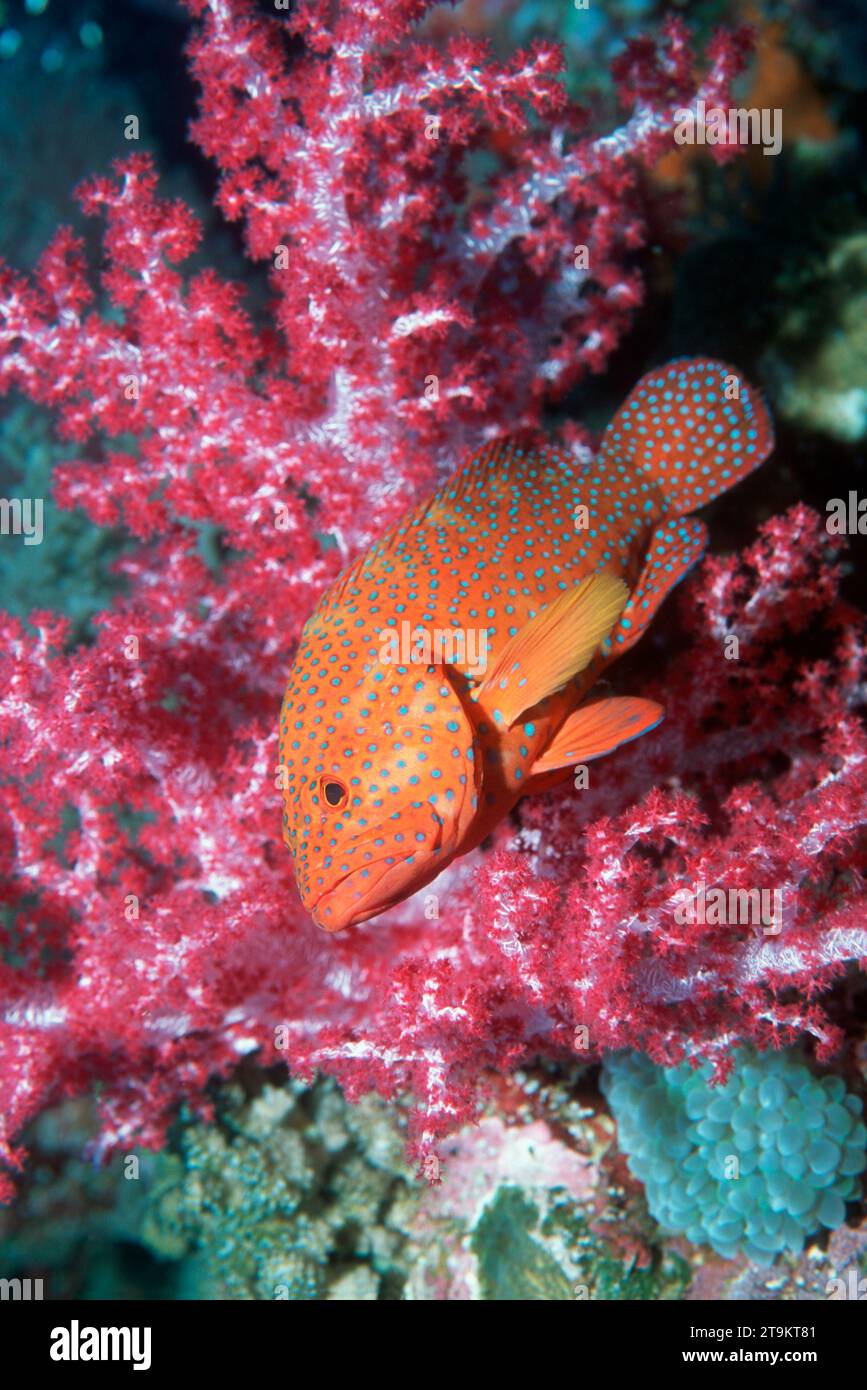 Corallo con coralli morbidi. Mare delle Andamane, Thailandia. Foto Stock