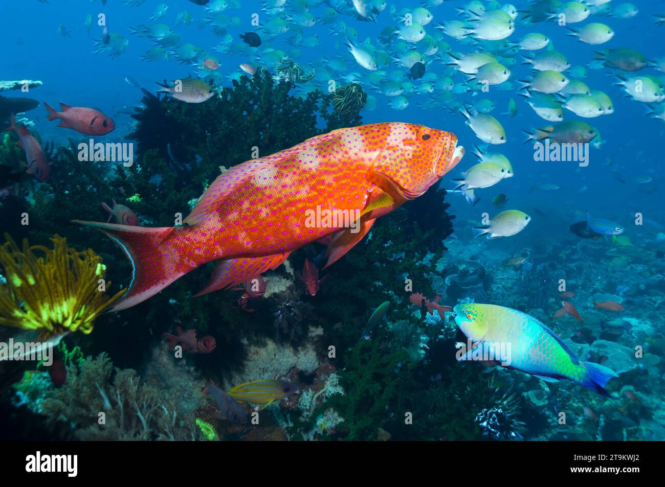 Cernia Whitemargin Lyretail (Variola albimarginata) con sfondo di damigella. Komodo, Indonesia. Foto Stock