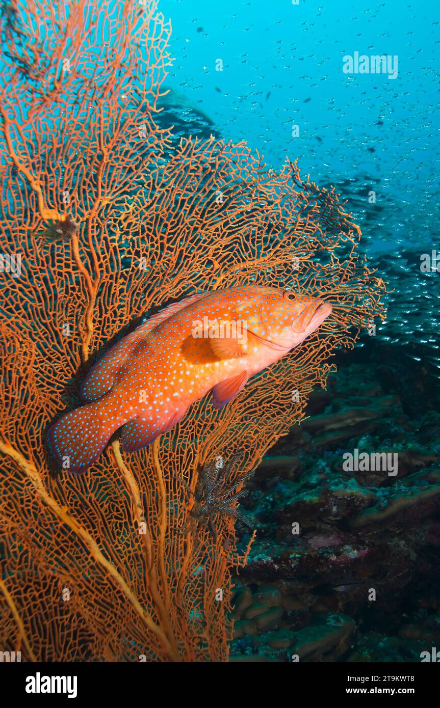 Il dorso corallino (Cephalopholis miniata) giace in un'imboscata dietro il gorgoniano sulla barriera corallina. Mare delle Andamane, Thailandia. Foto Stock