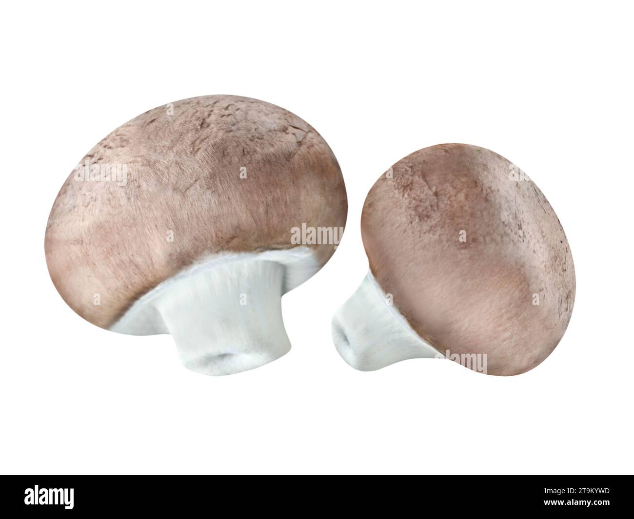 Funghi Brown Champignons isolati su sfondo bianco Foto Stock