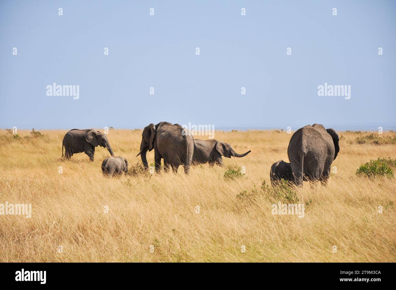 Maestoso elefante che vagava per la savana africana. Fotografare la fauna selvatica nella riserva naturale. Foto Stock