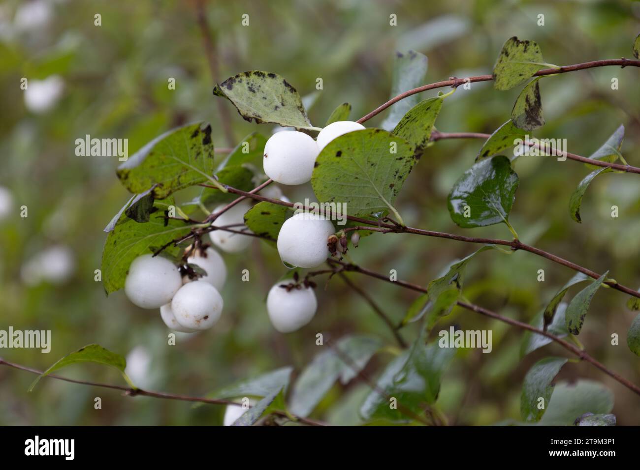 La nevosa bianca un arbusto della famiglia caprifoglio, una bacca velenosa contenente saponine, foto scattata a novembre, Paesi Bassi Foto Stock