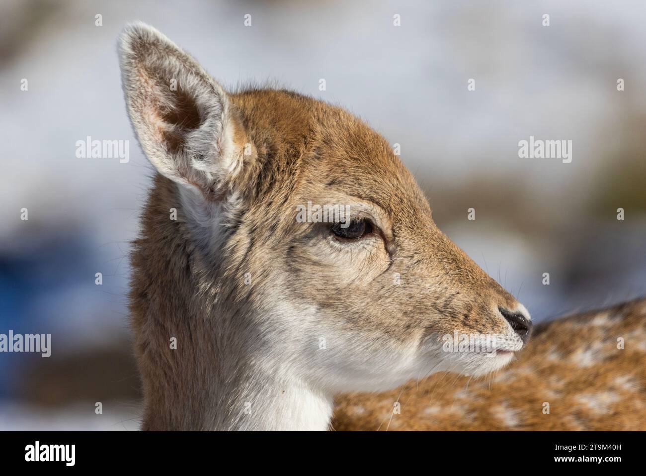 Grazioso ritratto di daino europeo (Dama dama) Foto Stock