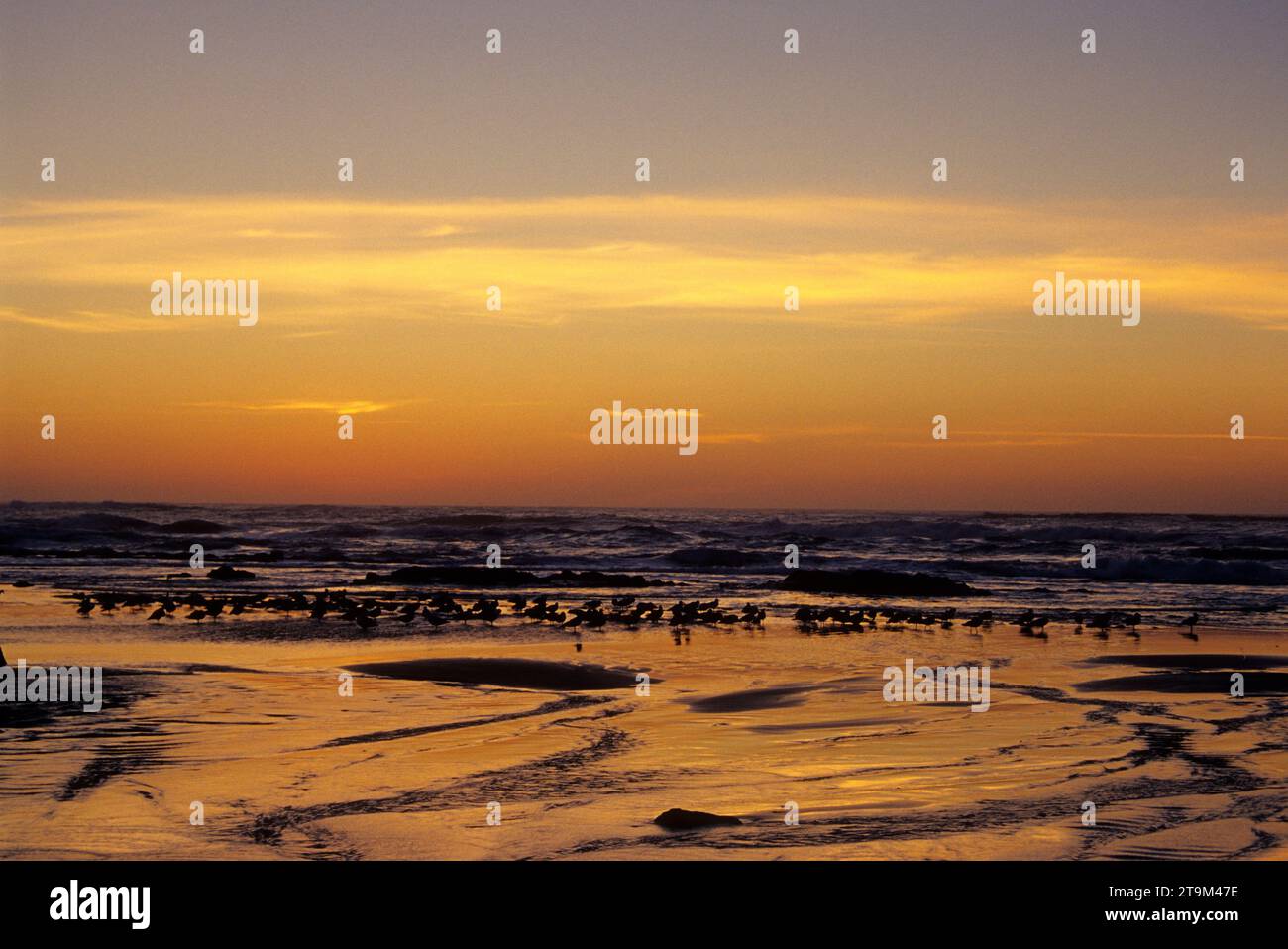 Gull Sunset, Marine Gardens state Park, Oregon Foto Stock