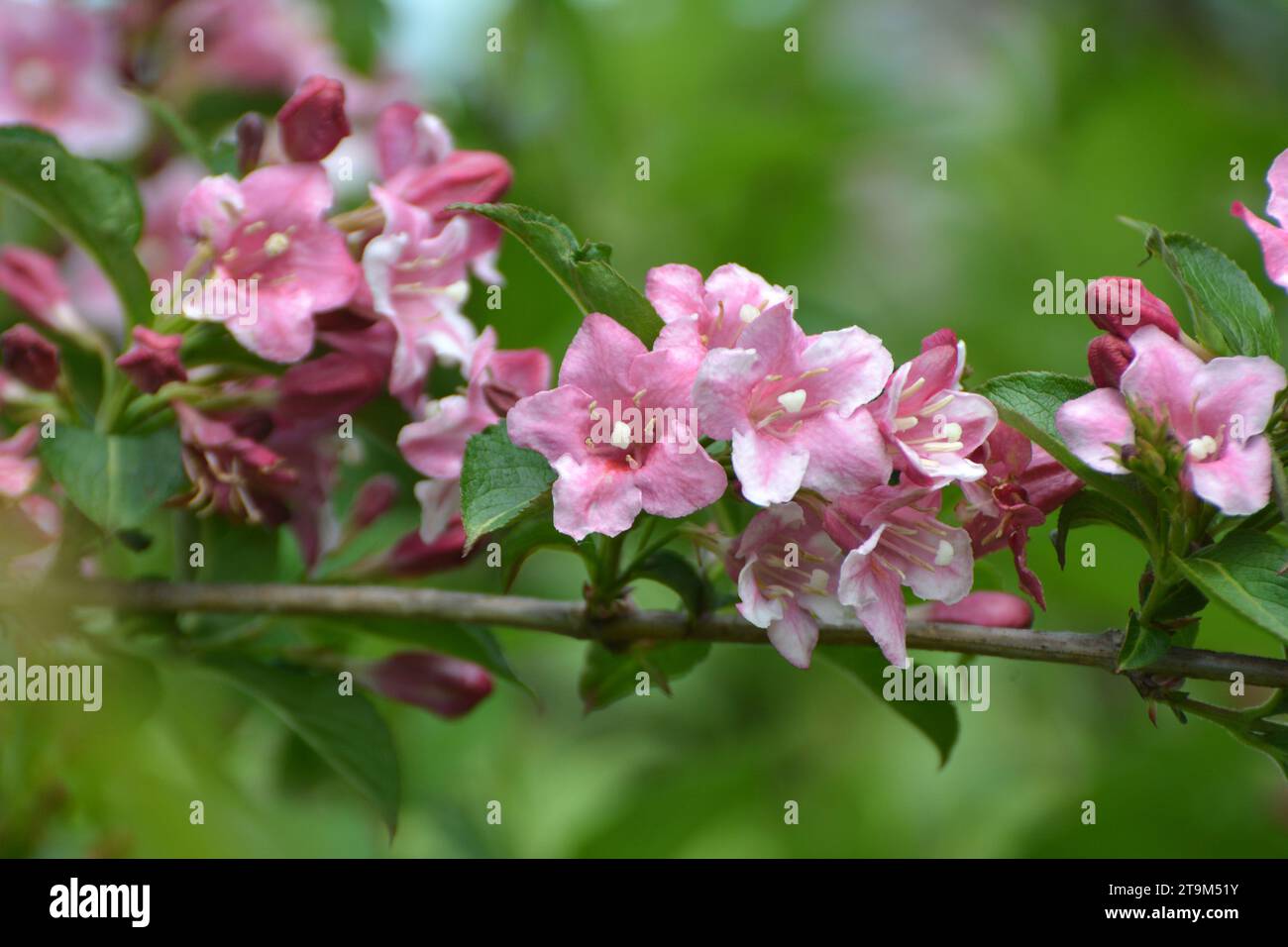 Weigela con fiori bianchi e rosa fiorisce nel giardino. Foto Stock