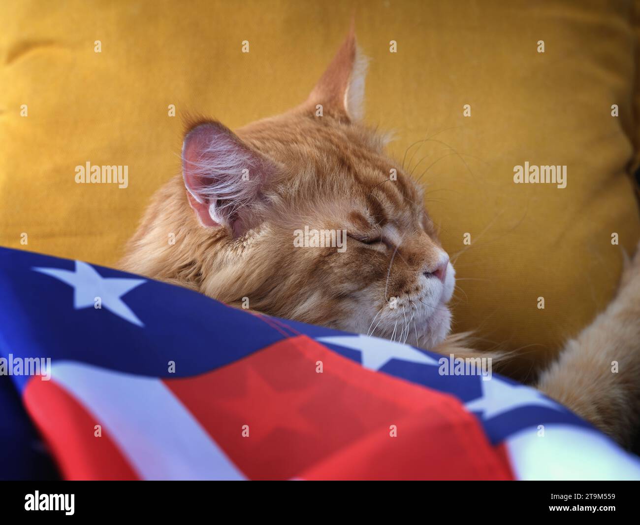 Un gatto rosso del Maine Coon che dorme sotto una bandiera americana su un cuscino giallo. Primo piano. Foto Stock