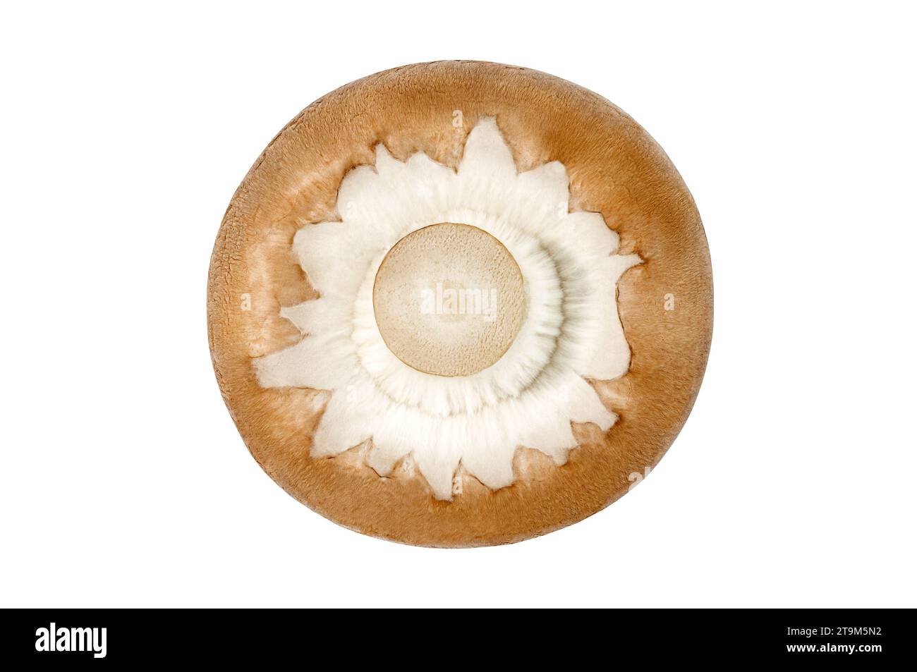 Royal One marrone fungo Champignon, vista dall'alto, piedi in alto isolato su sfondo bianco con percorso di ritaglio, elemento di design del packaging. Foto Stock