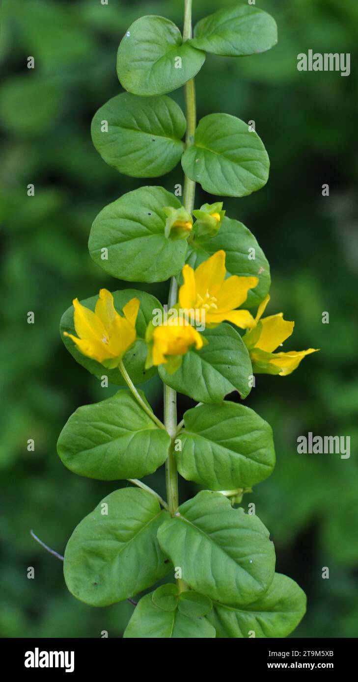 I fiori gialli di lisimachia fioriscono nella natura in estate Foto Stock