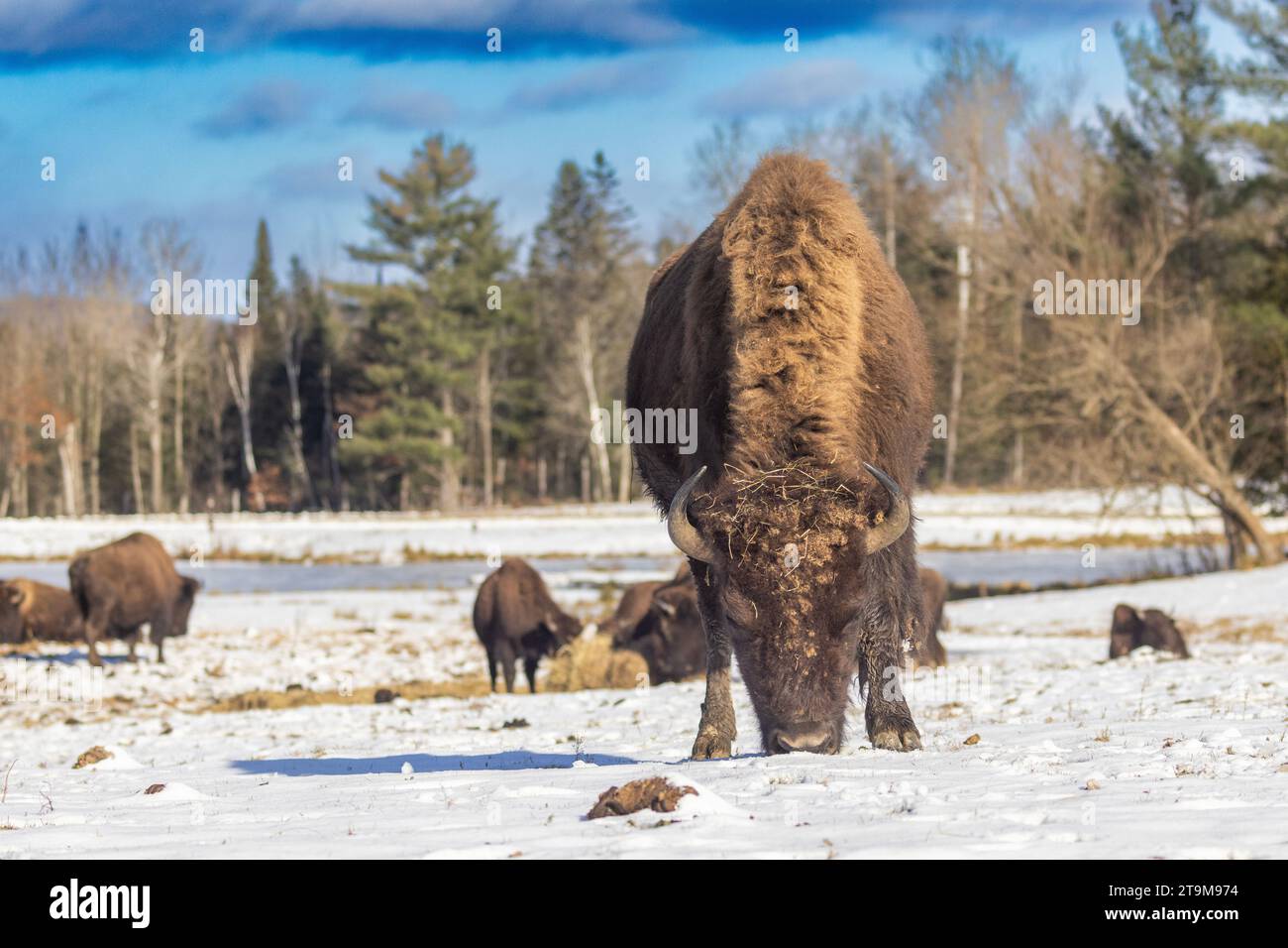 Bisonte americano (Bison bison), chiamato anche bisonte americano in inverno Foto Stock
