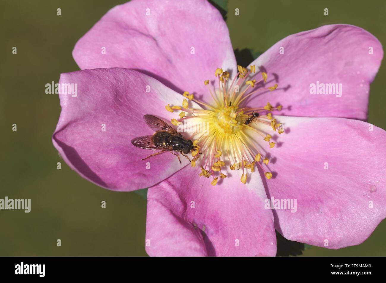 Sorvola Ferdinandea cuprea, famiglia Syrphidae con una formica su fiore di una rosa (rosa). Famiglia Rosaceae. Primavera, giardino olandese. Maggio Foto Stock