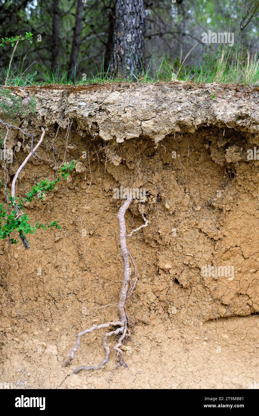 Taglio con strati di terreno fertile con radici e tronchi. Foto Stock