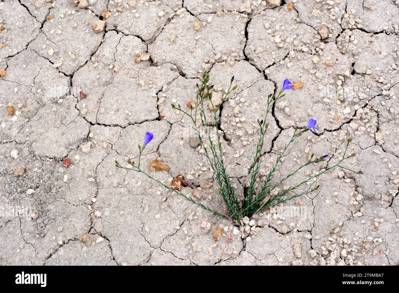 Terreno arido con una piccola pianta. Serbatoio Yesa. Aragona, Spagna, Europa. Foto Stock