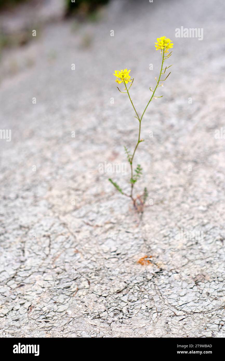 Terreno arido con una piccola pianta. Serbatoio Yesa. Aragona, Spagna, Europa. Foto Stock
