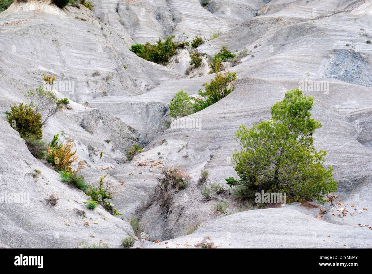 Zona arida e rocciosa con scarsa vegetazione. Foto Stock