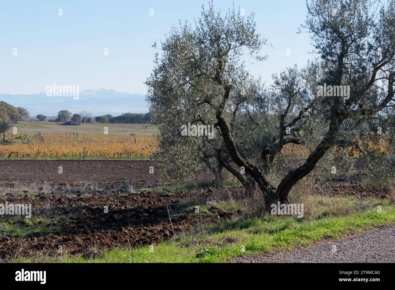 Alberi di ulivo dalla forma insolita in una mattina d'autunno nel comune di Montefiascone, regione Lazio, Italia. 26 novembre 2023. Foto Stock