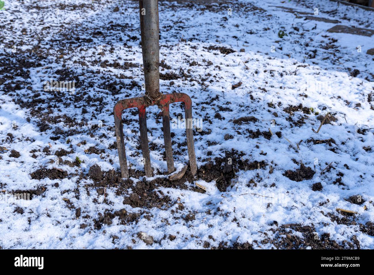 Primo piano di una forca di scavo da giardino bloccata in un terreno ghiacciato. Foto Stock