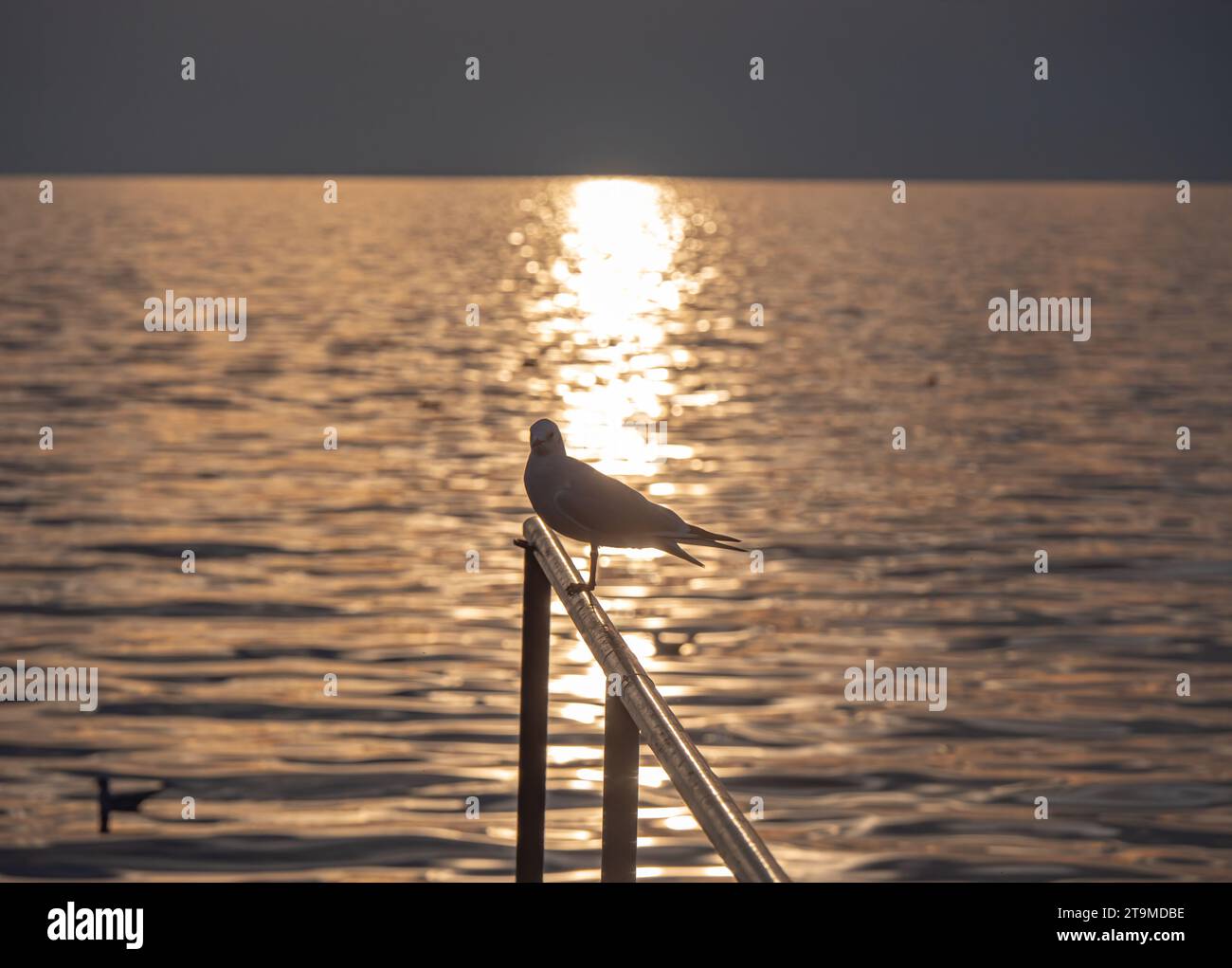 Uccello Seagull in piedi al tramonto, tramonto lago Foto Stock