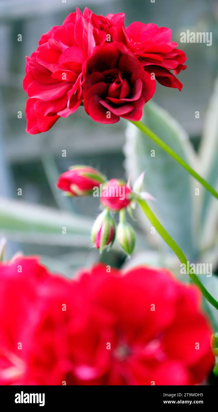 Pelargonium peltatum "Focus Red Ice", giovani gemme e teste di fiori che crescono su germogli verdi freschi Foto Stock