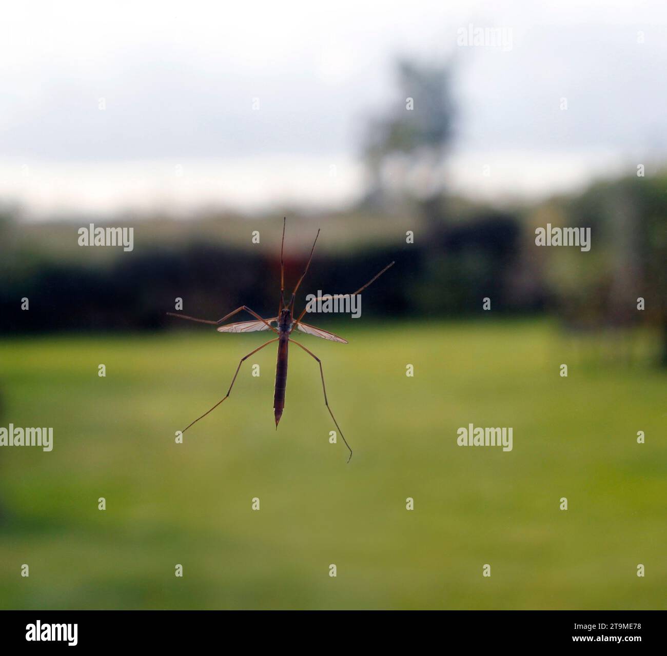 Gru femmina adulta (Tipula spp) vista attraverso il vetro trasparente Foto Stock