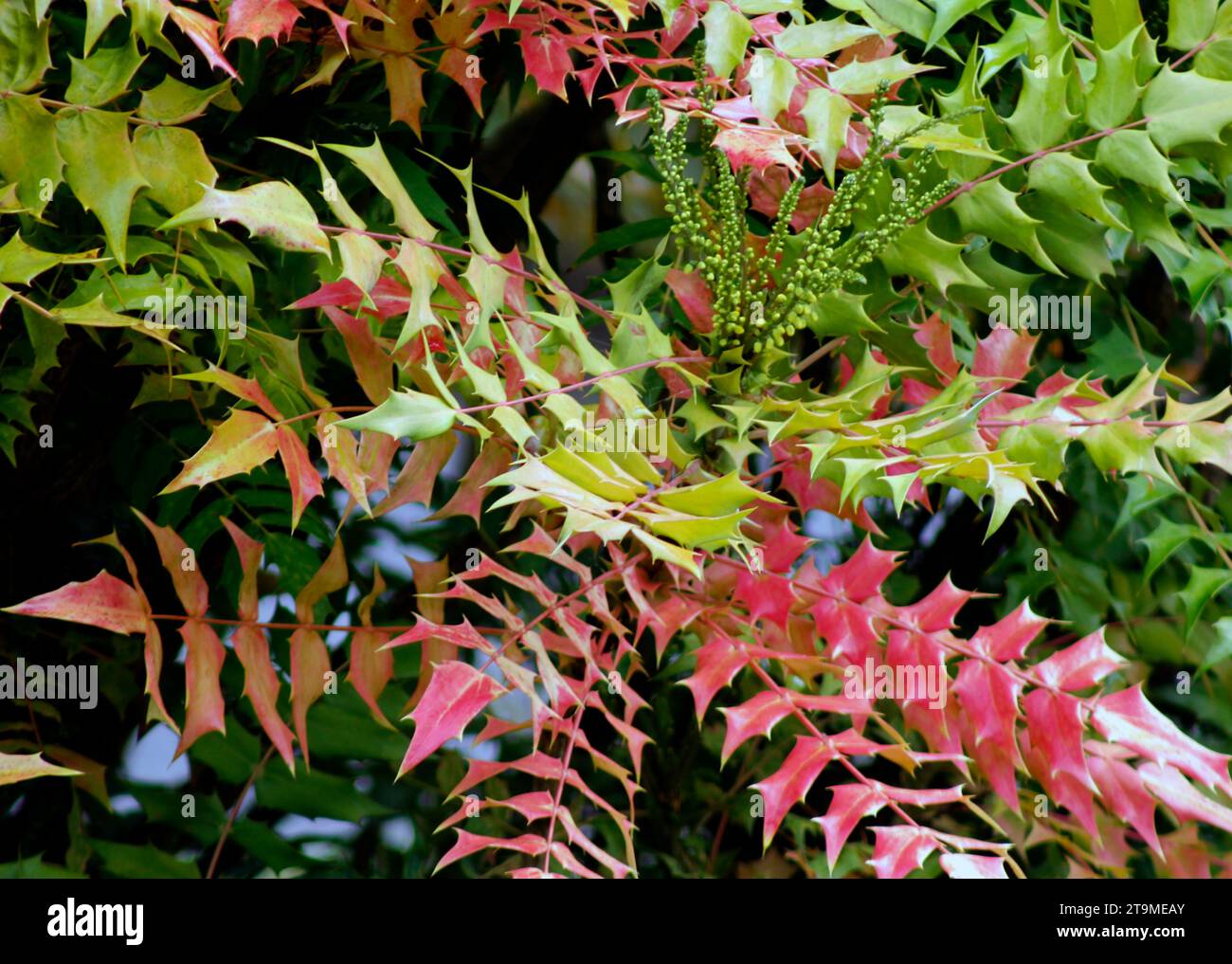 Mahonia x media Winter Sun in autunno con colori ricchi Foto Stock