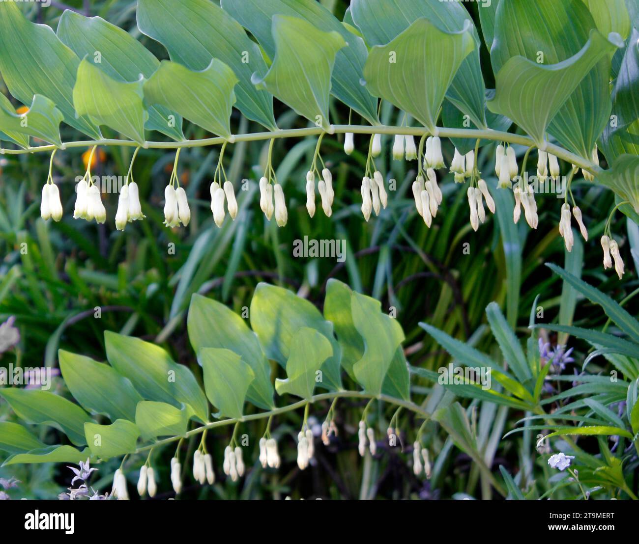 Sigillo di Soloman (Polygonatum x hybridum graziosi archi pieni di fiori di panna appesi Foto Stock