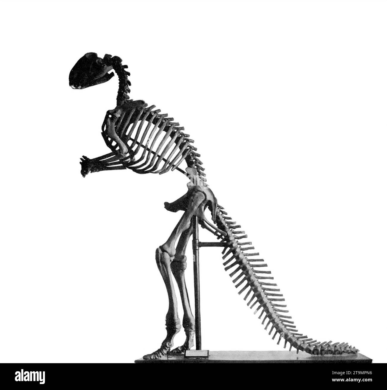 Hadrosaurus foulkii. Scheletro del primo dinosauro mai montato nel 1858, placcato datato 1868 Foto Stock