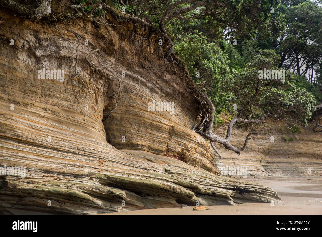 Strati rocciosi e alberi di pohutukawa su Hatfields Beach (Ōtānerua), area di Auckland, nuova Zelanda Foto Stock