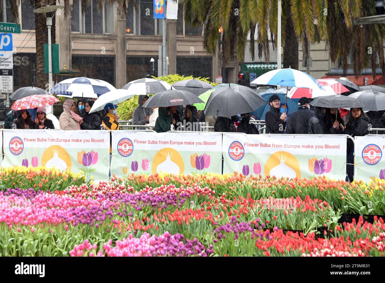 San Francisco, CA - 4 marzo 2023: I partecipanti si schierano sotto la pioggia a Union Square, dove vengono distribuiti 80.000 tulipani per la giornata nazionale delle donne. Foto Stock