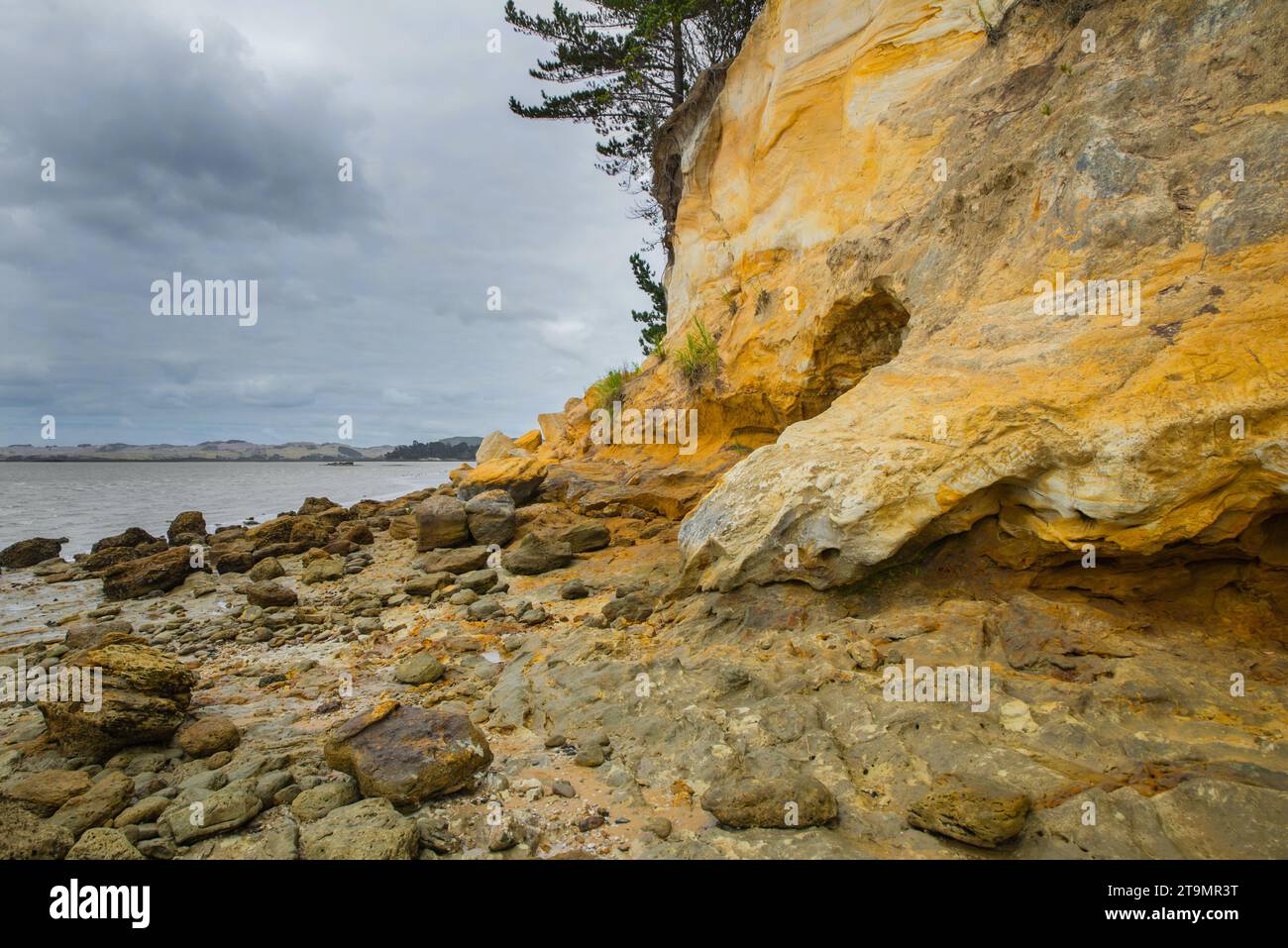 Formazioni rocciose gialle dorate su Shelly Beach, area di Auckland, isola settentrionale, nuova Zelanda Foto Stock