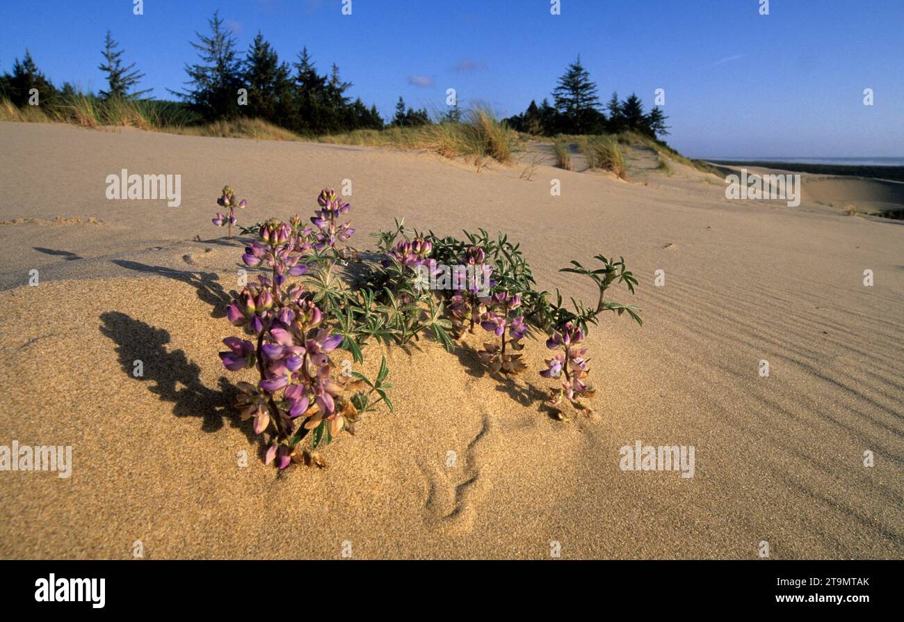 Carter Dune con lupino, Oregon Dunes National Recreation Area, Oregon Foto Stock