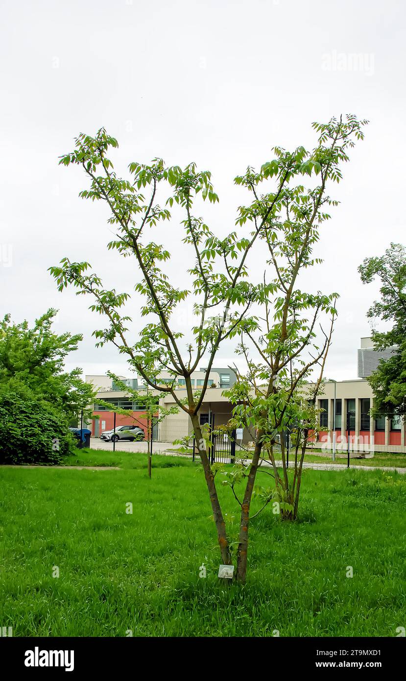 Toxicodendron vernicifluum o in precedenza Rhus verniciflua, noto anche con il nome comune albero laccato cinese. Giardino botanico di Nitra in Slovacchia. Foto Stock