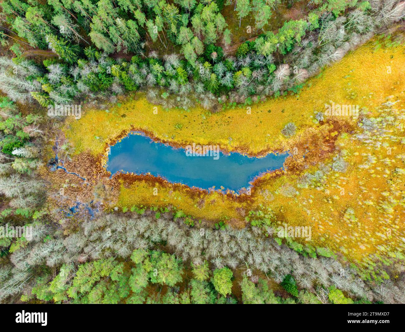 Vista aerea del lago nelle foreste lituane, natura selvaggia autunnale. Distretto di Varena, Europa. Parco nazionale di Dzukija Foto Stock