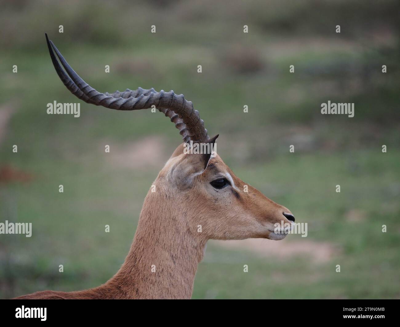 Ritratto di impala maschile singolo (aepyceros melampus) nel Parco Nazionale Kruger vicino a Skukuza, Sudafrica. Foto Stock