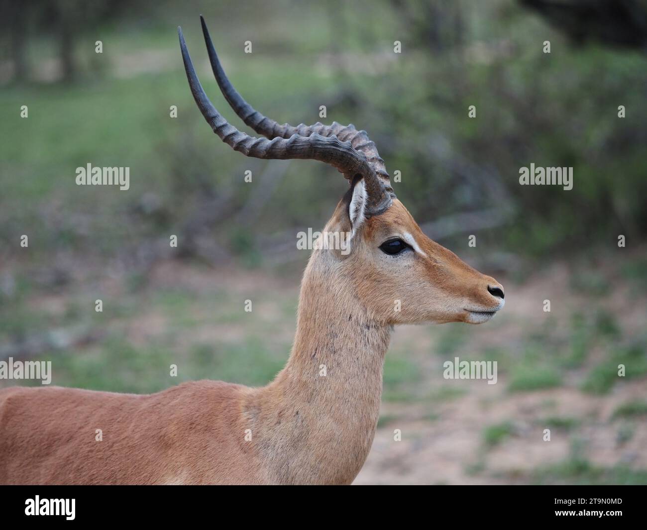 Ritratto di impala maschile singolo (aepyceros melampus) nel Parco Nazionale Kruger vicino a Skukuza, Sudafrica. Foto Stock