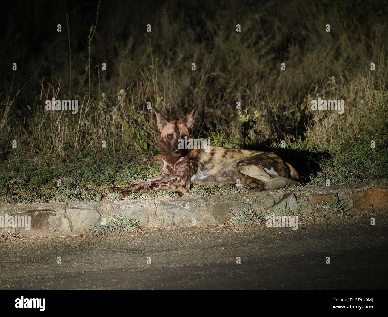 Cane selvatico africano (lycaon pictus) o cane dipinto, accanto alla strada di sera. Sono estremamente rari. Kruger National Park, Sudafrica Foto Stock