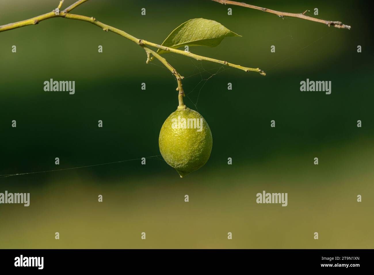 Limone appena coltivato e il suo frutto piccolo limone Foto Stock