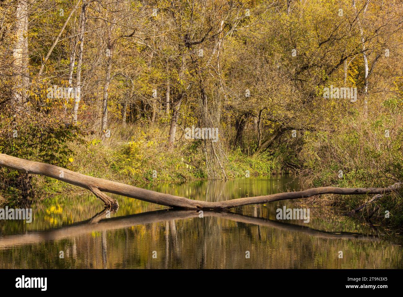 Un fiume nel bosco con un albero in discesa in autunno. Foto Stock