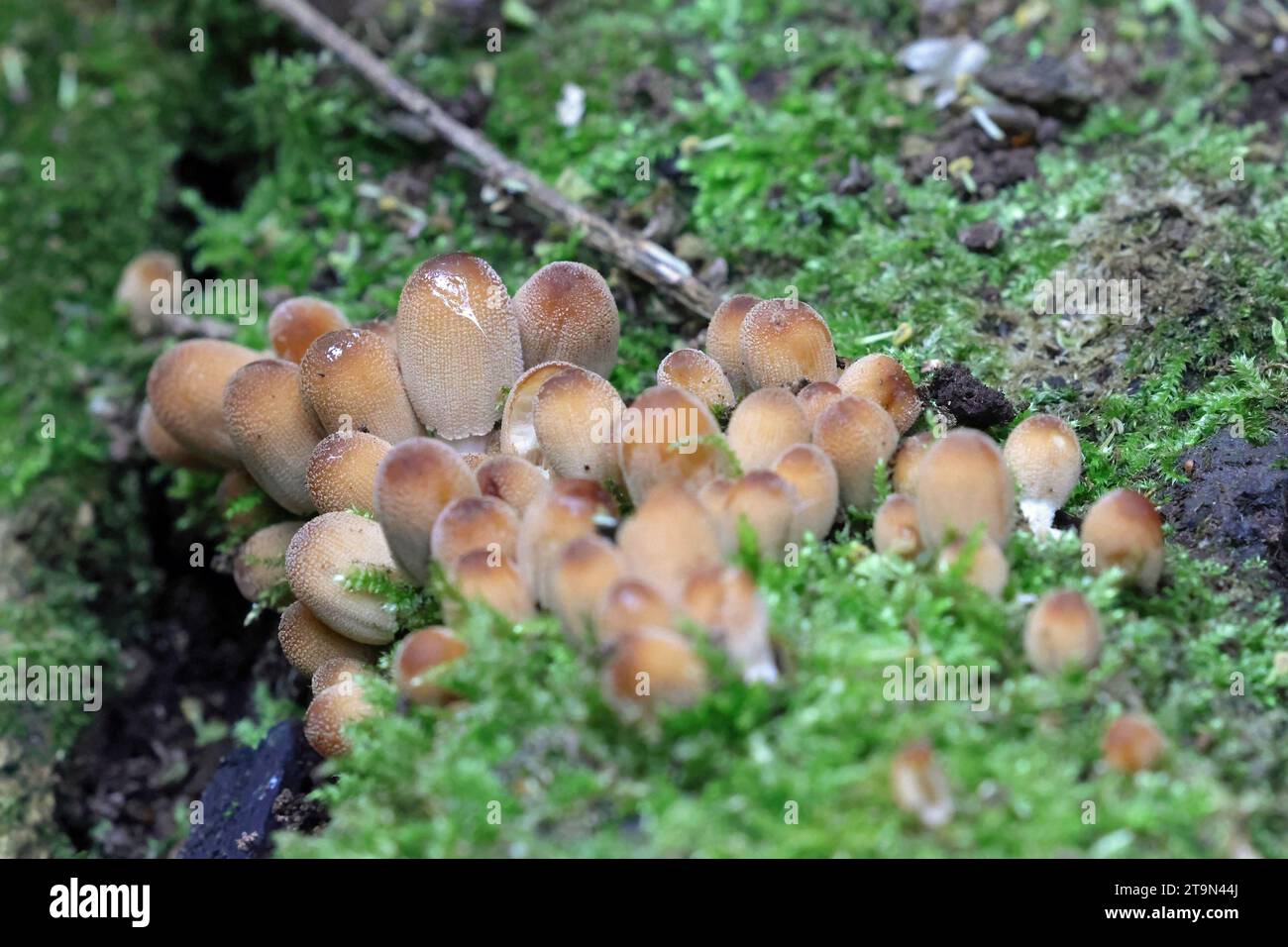 Un piccolo gruppo di funghi su un tronco marcio Foto Stock