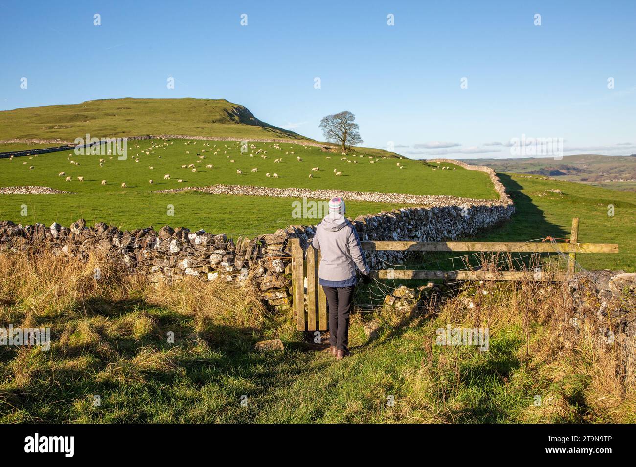 Donna che cammina nel Derbyshire Peak District National Park con pecore nei campi circondati da mura a secco vicino ad Alstonefield Foto Stock