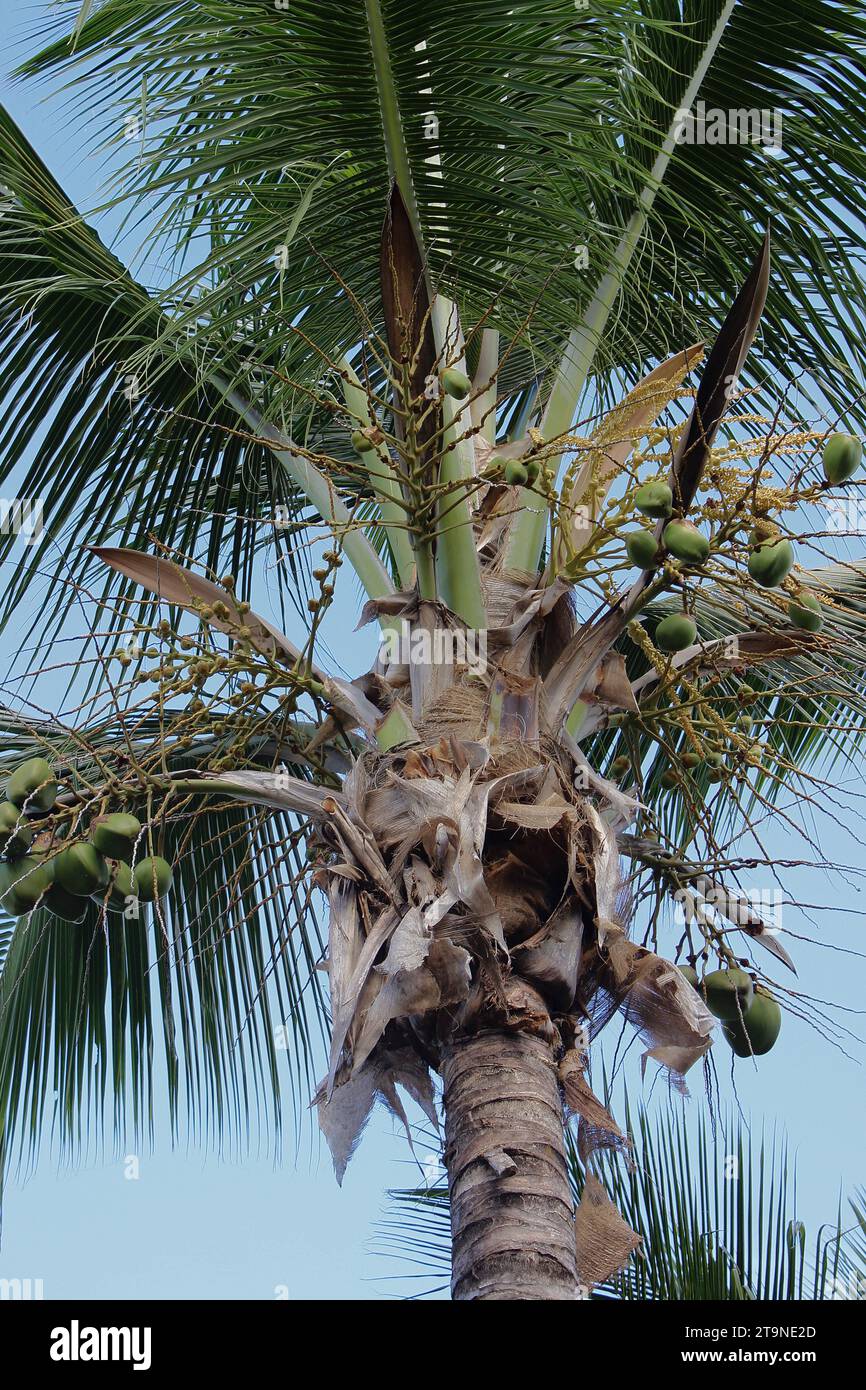 Palma Cocos Plumosa 2,5 MT | Pianta Tropicale Sudamericana | Palma Da Frutto Sempreverde - Foto 6