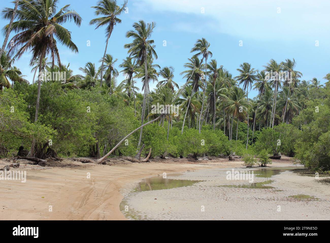 Paesaggio naturale, ambiente di transizione dalla spiaggia alle mangrovie, con palme, vegetazione di mangrovie, sabbia di spiaggia, corso d'acqua, cielo blu con nuvole. Foto Stock