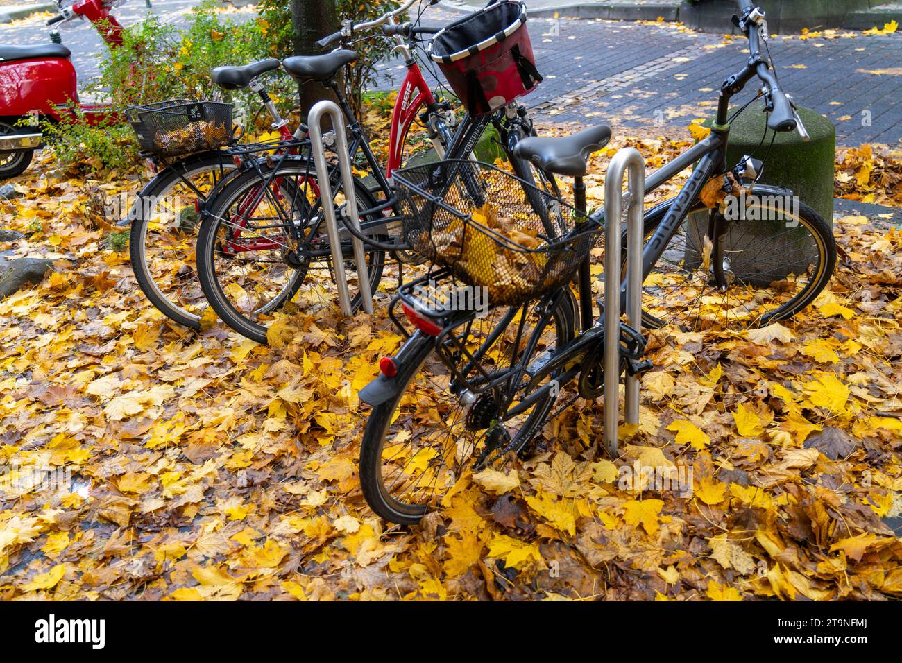 Herbst, Laub, Fahrradparkplatz, Stellplatz, Räder stehen auf einem Herbstlaub, Blätterteppich, Foto Stock