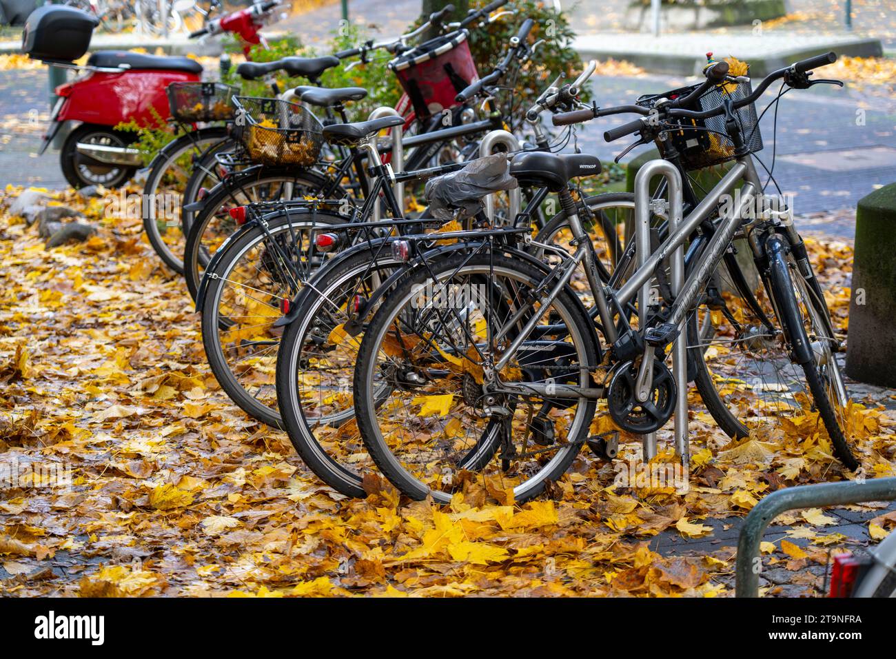 Autunno, foglie, parcheggio biciclette, posto auto, biciclette in piedi sulle foglie autunnali, tappeto di foglie, Foto Stock